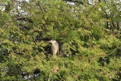 Parc-de-Djoudji_31