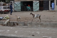 Dakar_15