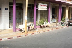 Dakar_22